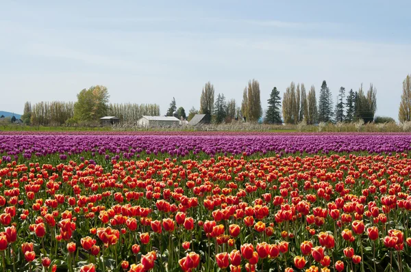 Tulpenfeld mit lila und roten Blüten — Stockfoto