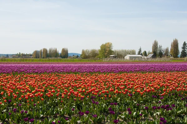 紫と赤の花とチューリップ畑 — ストック写真
