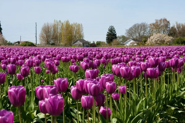 紫色の花とチューリップ畑 — ストック写真