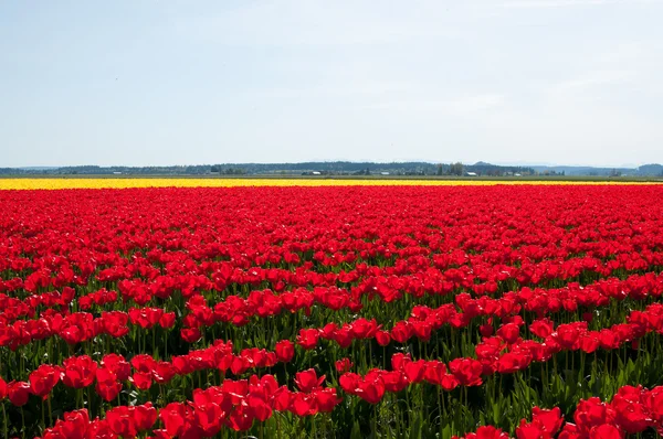 Red tulip field in Roozengaarde — Stock Photo, Image