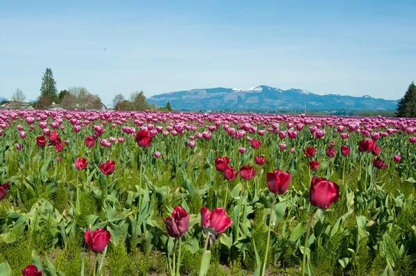 Tulip field with multicolored flowers, tulip festival in Roozeng — Stock Photo, Image