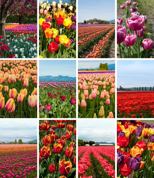 Collage tulipe de douze photos — Photo