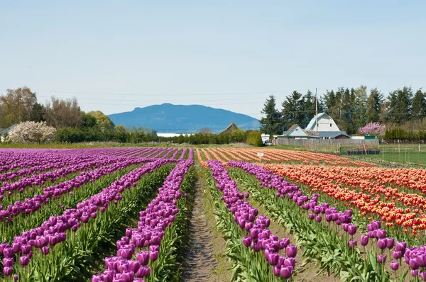 Tulp veld met rode en paarse bloemen collage, tulip festival — Stockfoto