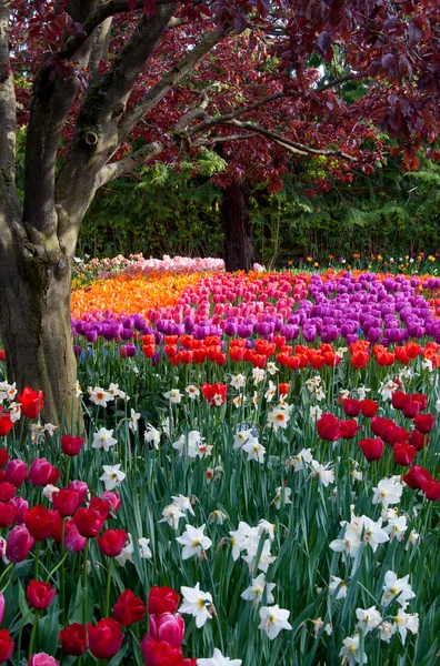 Giardino dei tulipani fioriti, festa dei tulipani a Skagit — Foto Stock