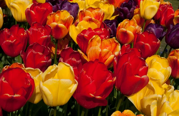 Tulip multiwarna — Stok Foto