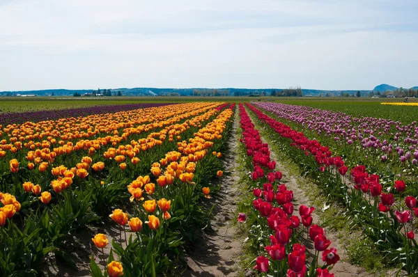 Diagonal rows of multicolored tulips - yellow, red and purple — Stock Photo, Image