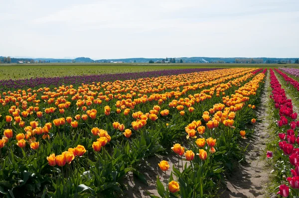 Diagonal rows of multicolored tulips - yellow, red and purple — Stock Photo, Image