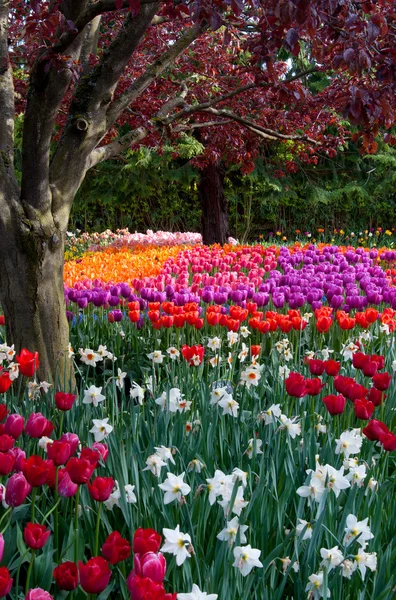 Flower tulip garden, tulip festival in Skagit Royalty Free Stock Images