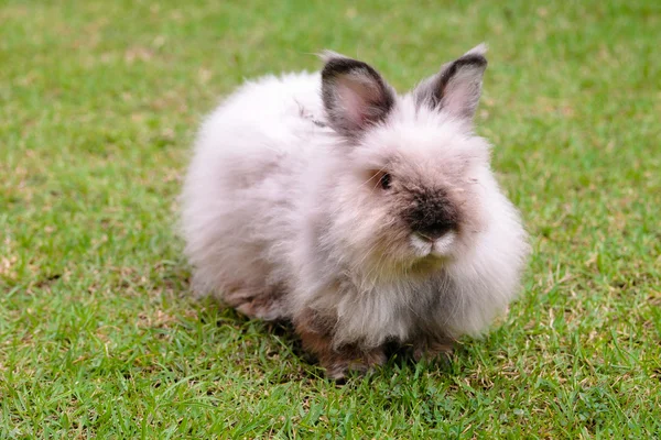 Rabbit — Stock Photo, Image