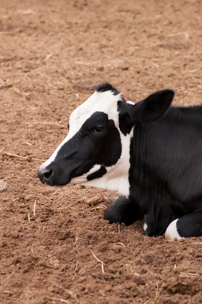 Farm tehén — Stock Fotó
