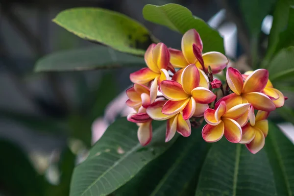 Żółte Czerwone Kwiaty Frangipani Kwitną Porze Deszczowej — Zdjęcie stockowe