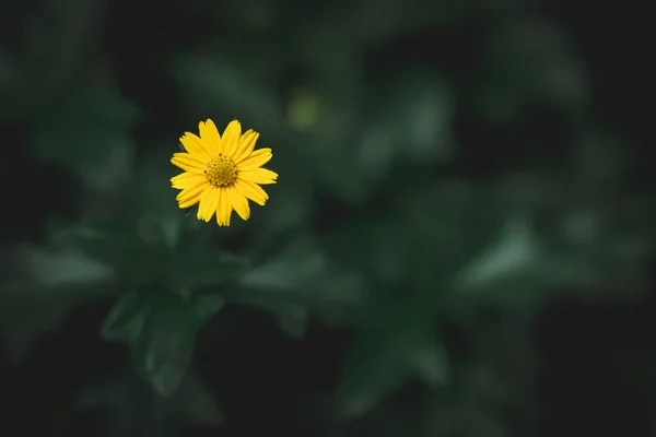 Bahçede Çiçek Güzel Bir Sarı Çiçek — Stok fotoğraf