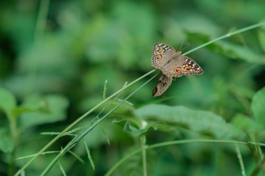 Çimlere tünemiş güzel bir kelebek