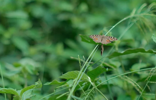 Uma Bela Borboleta Empoleirada Grama — Fotografia de Stock