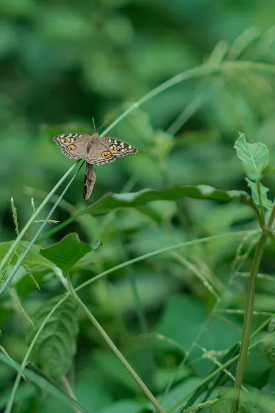 Uma Bela Borboleta Empoleirada Grama — Fotografia de Stock