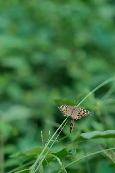 Una Hermosa Mariposa Posada Sobre Hierba —  Fotos de Stock
