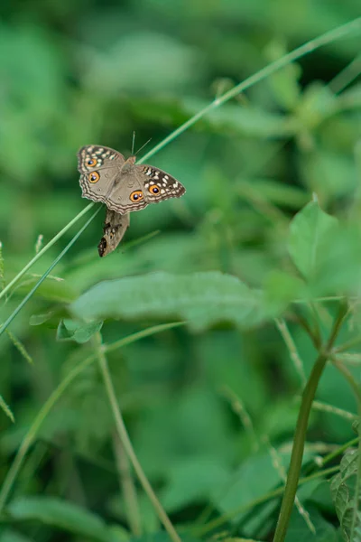 Çimlere Tünemiş Güzel Bir Kelebek — Stok fotoğraf