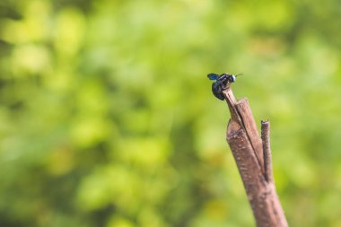Ölü bir dala tünemiş bir böcek.