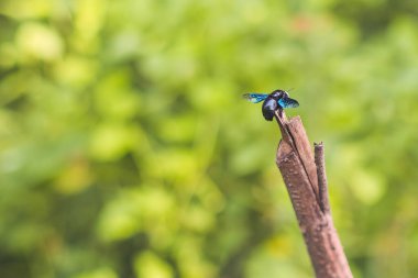 Ölü bir dala tünemiş bir böcek.