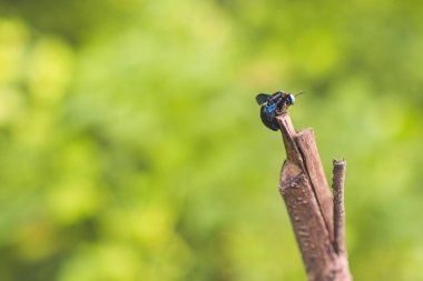 Ölü bir dala tünemiş bir böcek.