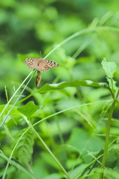 Uma Bela Borboleta Empoleirada Grama — Fotografia de Stock