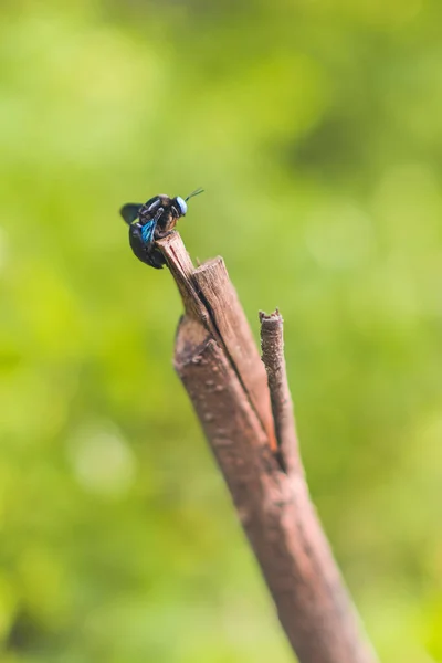 Uno Scarabeo Appollaiato Ramo Morto — Foto Stock