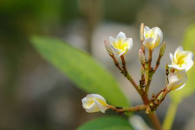 Bahçede açan beyaz Frangipani çiçeklerinin güzelliği