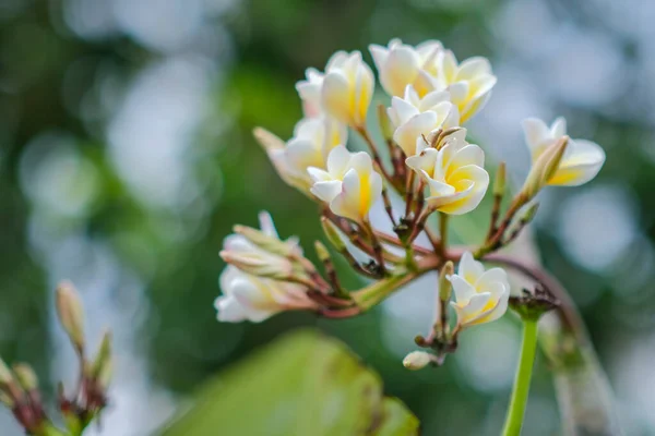 Bahçede Açan Beyaz Frangipani Çiçeklerinin Güzelliği — Stok fotoğraf