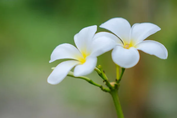Die Schönheit Der Weißen Frangipani Blumen Die Garten Blühen — Stockfoto