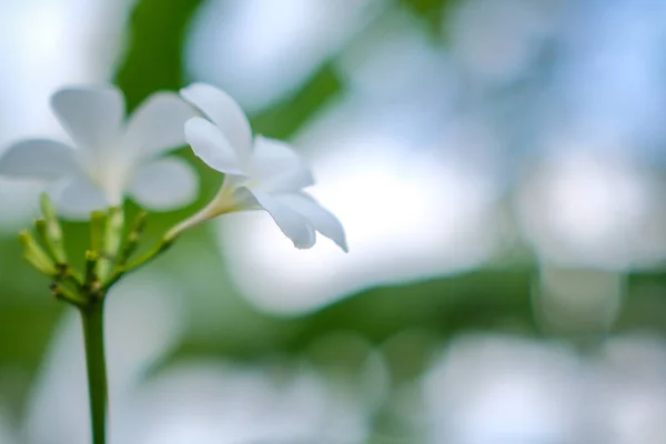 Krása Bílých Frangipani Květin Kvetoucích Zahradě — Stock fotografie