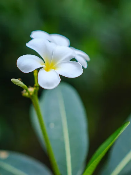 Piękno Białych Kwiatów Frangipani Kwitnących Ogrodzie — Zdjęcie stockowe