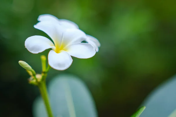 Krása Bílých Frangipani Květin Kvetoucích Zahradě — Stock fotografie