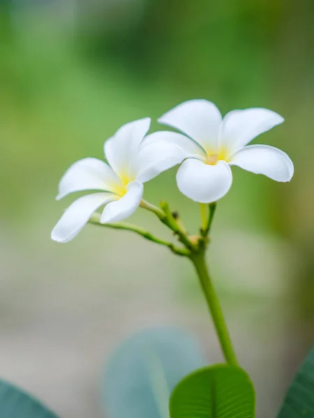 Ομορφιά Των Λευκών Λουλουδιών Frangipani Ανθίζει Στον Κήπο — Φωτογραφία Αρχείου