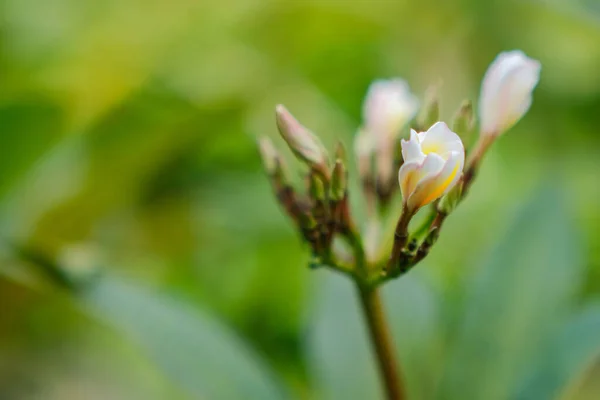 Frumusețea Florilor Albe Frangipani Care Înfloresc Grădină — Fotografie, imagine de stoc