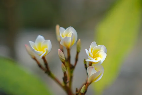 Skönheten Vita Frangipani Blommor Blommar Trädgården — Stockfoto