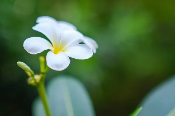 Krása Bílých Frangipani Květin Kvetoucích Zahradě — Stock fotografie