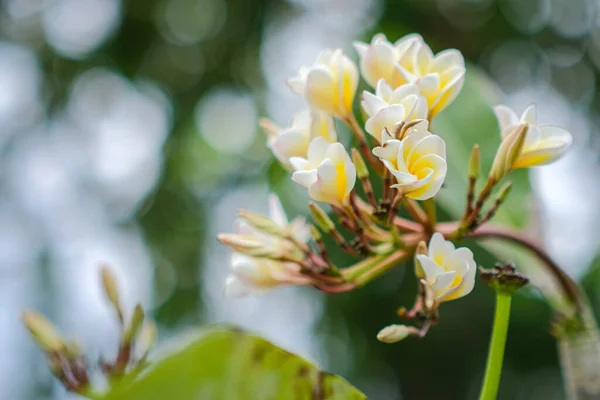 Krása Bílých Frangipani Květin Kvetoucích Zahradě — Stock fotografie