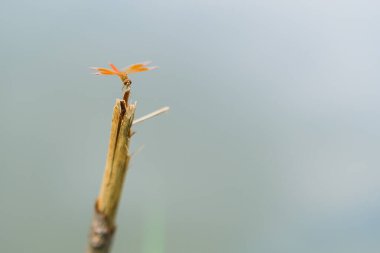 Yusufçuk, göletin kenarındaki ölü bir dala tünemişti.
