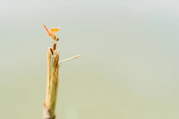 Yusufçuk Göletin Kenarındaki Ölü Bir Dala Tünemişti — Stok fotoğraf