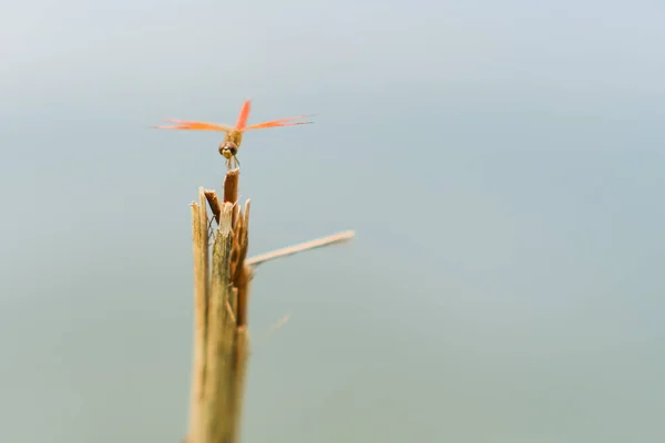 Yusufçuk Göletin Kenarındaki Ölü Bir Dala Tünemişti — Stok fotoğraf
