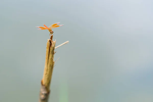 池の端のそばに死んだ枝にトンボが挟まっていた — ストック写真