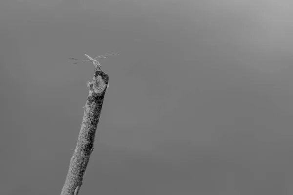 Die Libelle Hockte Auf Einem Toten Ast Teichrand — Stockfoto