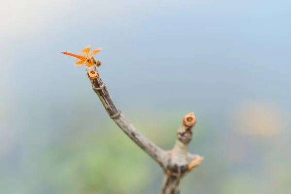 Dragonfly Perched Dead Branch Edge Pond — Stock Photo, Image