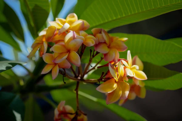 Krása Oranžové Frangipani Květiny Kvetoucí Zahradě — Stock fotografie