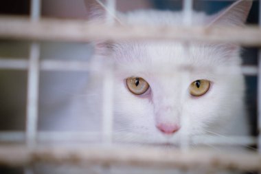 Kafeste kameraya bakan beyaz ve turuncu kedi 