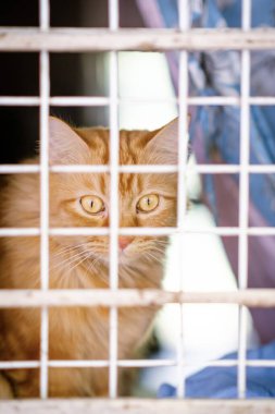 Kafeste kameraya bakan beyaz ve turuncu kedi 