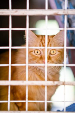 Kafeste kameraya bakan beyaz ve turuncu kedi 