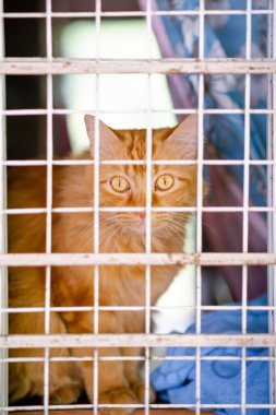 Kafeste kameraya bakan beyaz ve turuncu kedi 