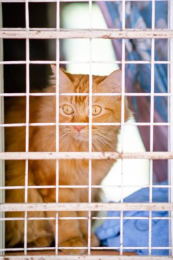 Kafeste kameraya bakan beyaz ve turuncu kedi 