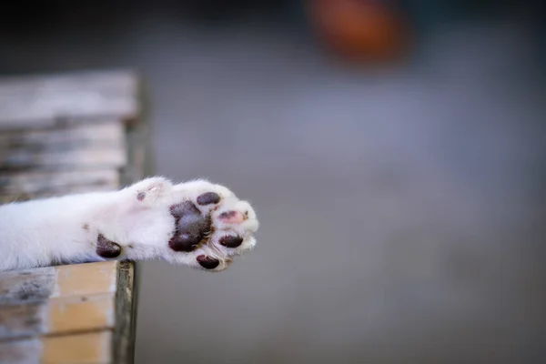 Gato Branco Laranja Olhando Para Câmera Gaiola — Fotografia de Stock